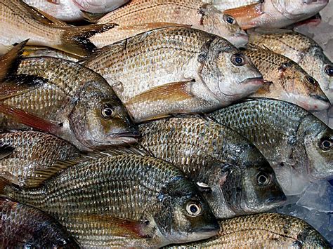 is fish wet